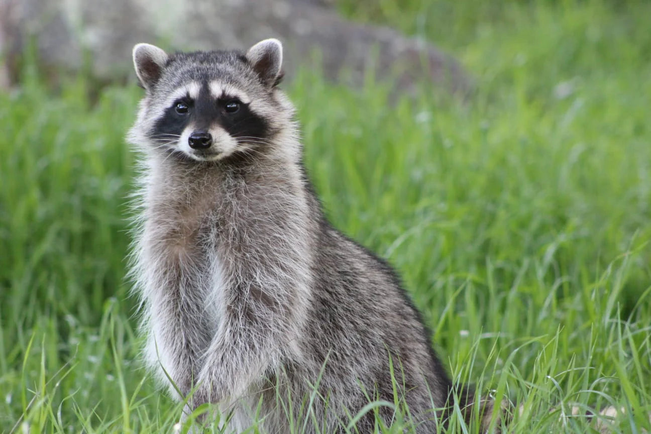 Raccoon resting in grass, looking off to the side peacefully—rescued and under watch in a safe outdoor setting.