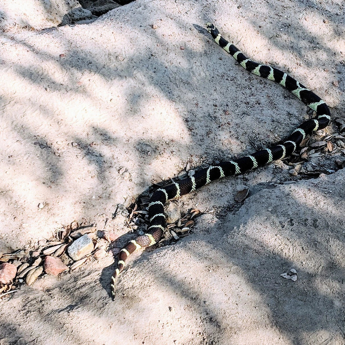 Snake in green grass, partially coiled, caught mid-motion—calm, alert, and under observation in a humane containment setup.